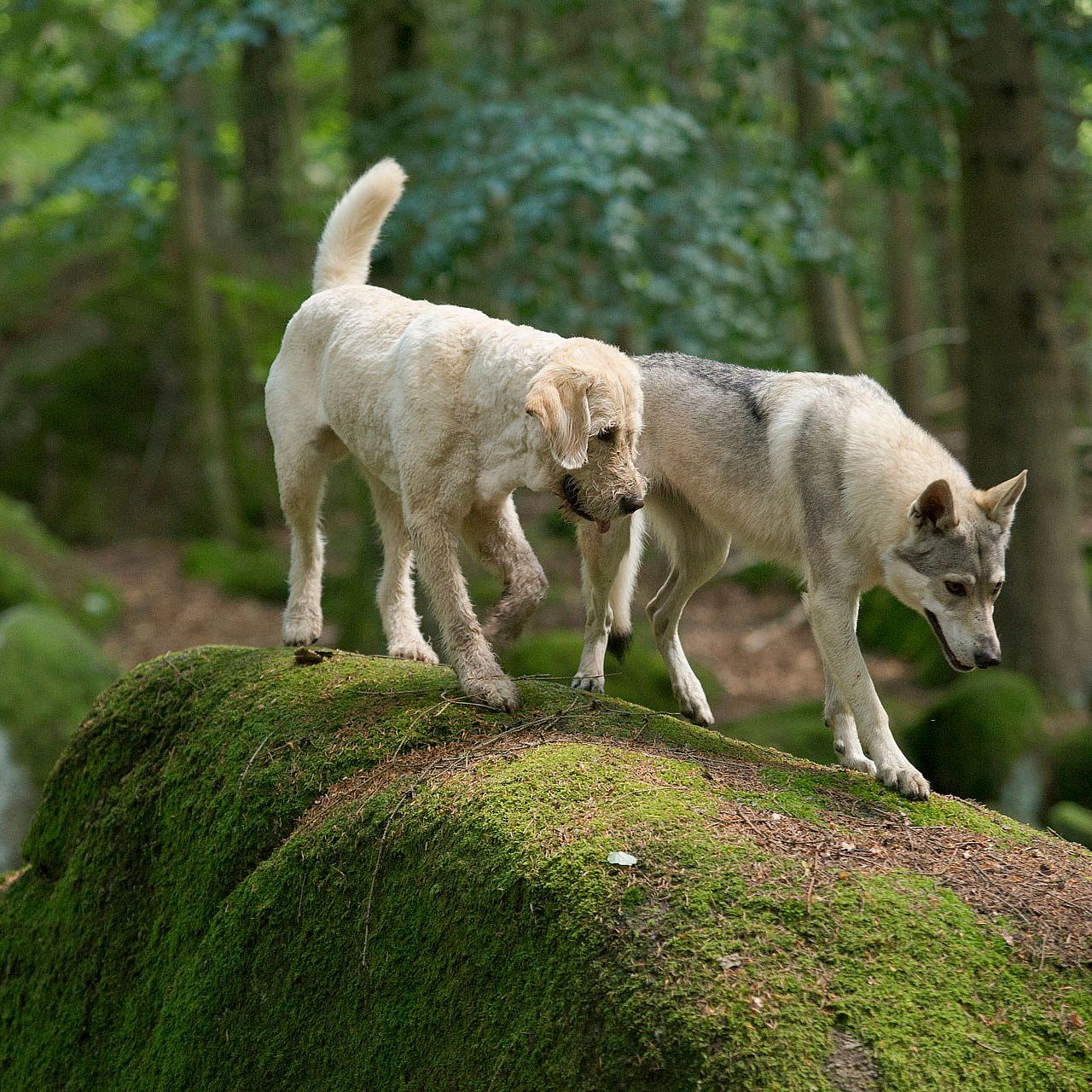 Our Approach dog training taming the wild