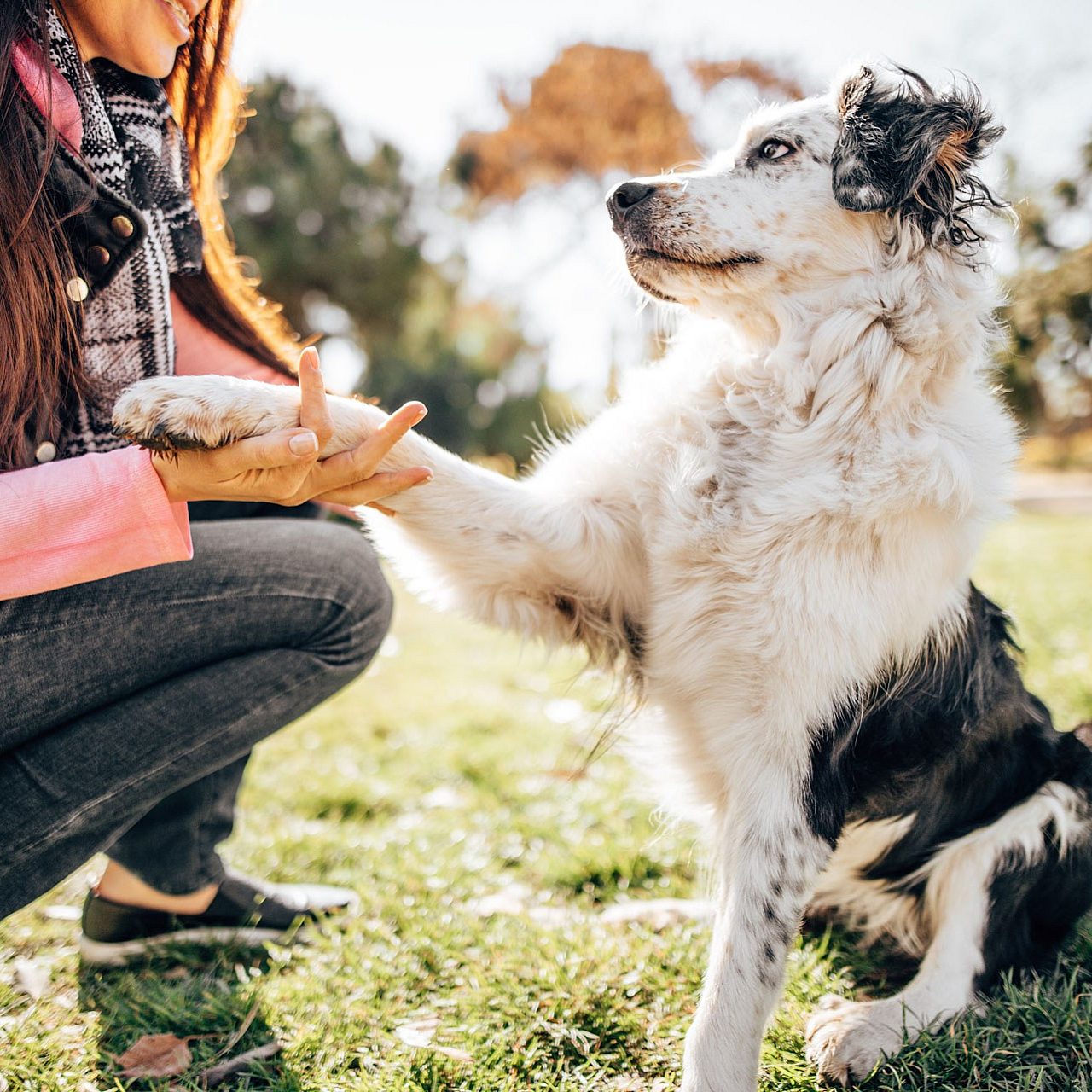 About board train dogs taming the wild