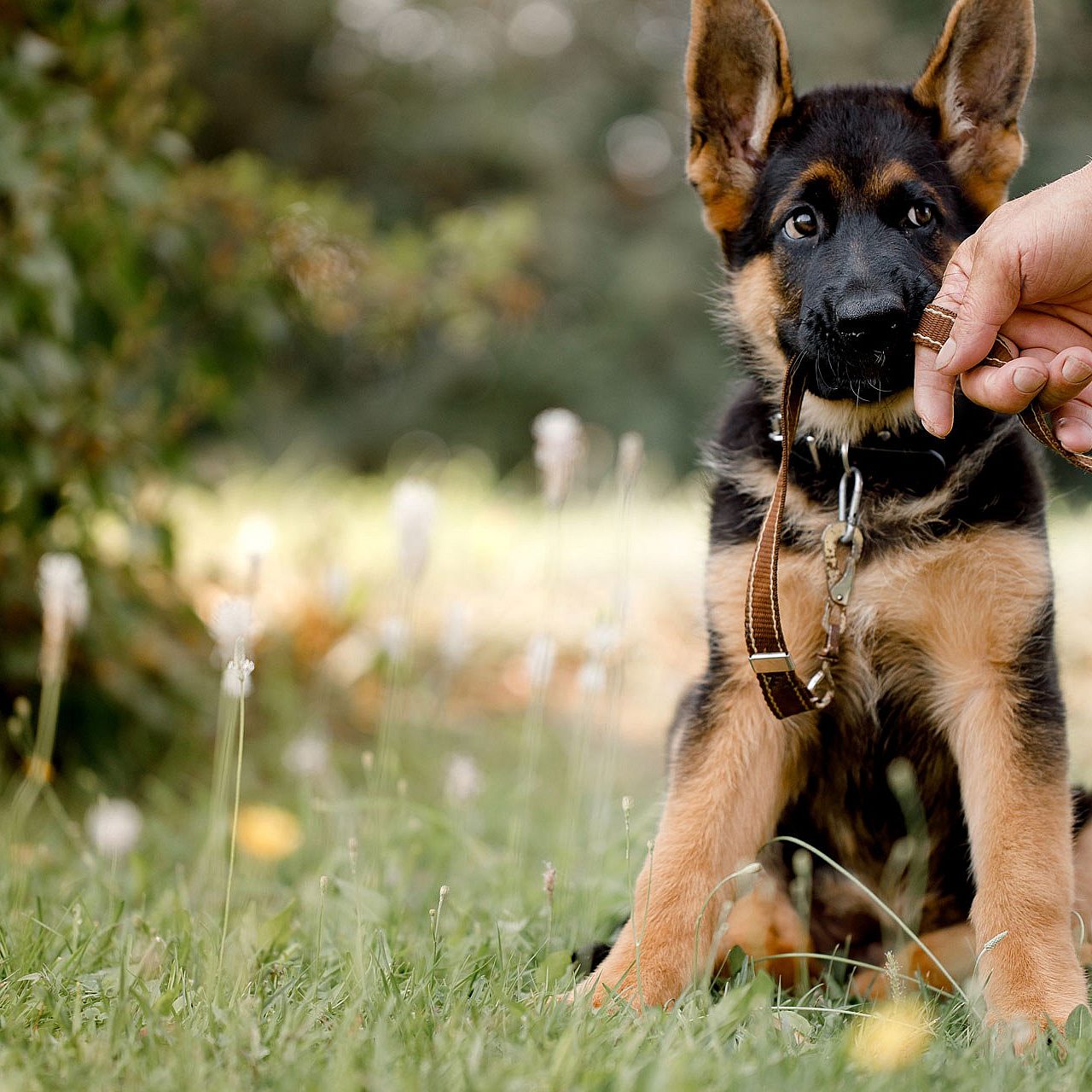 Schedule boarding taming the wild