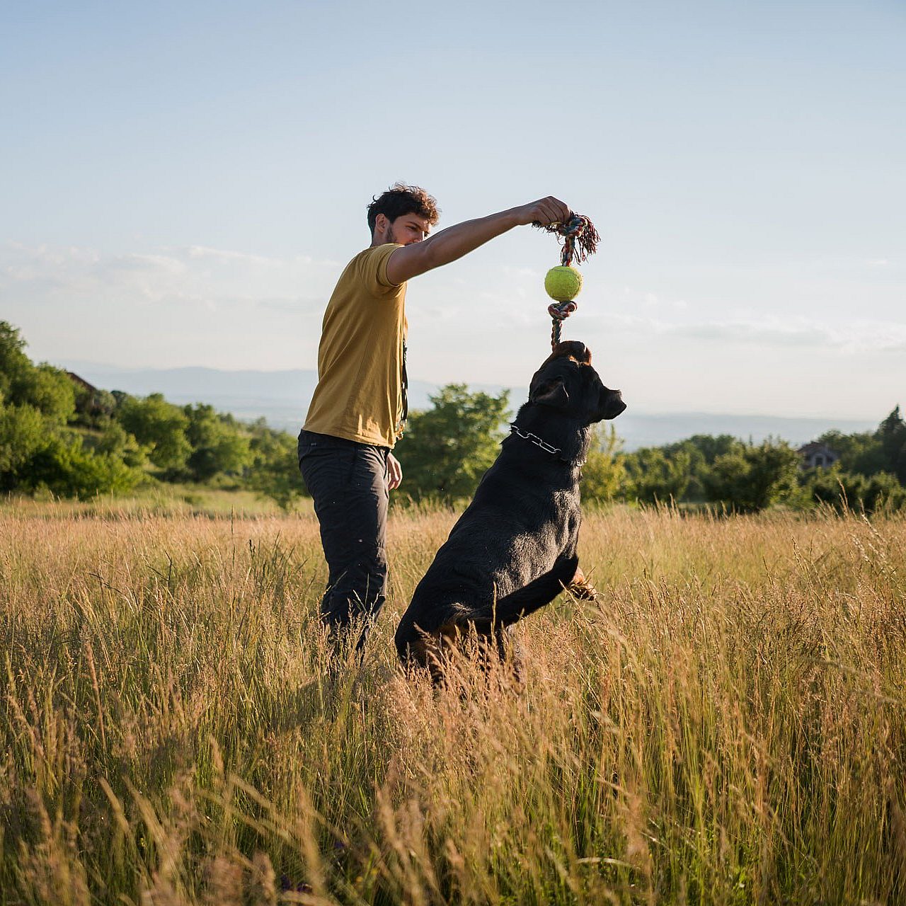 Training options taming the wild