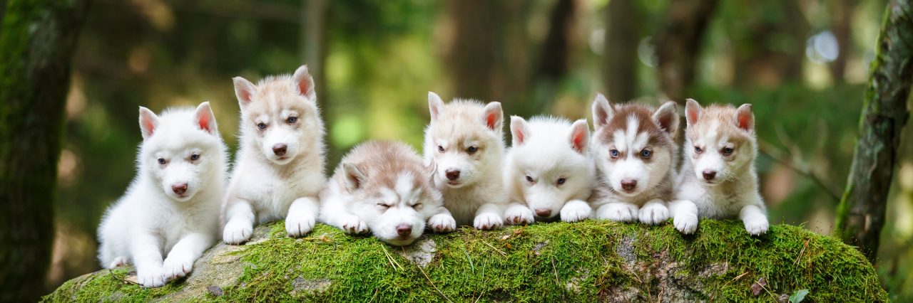 Puppy training group class