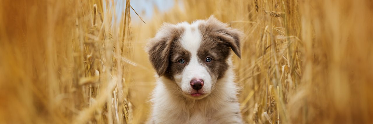 Puppy training options taming the wild