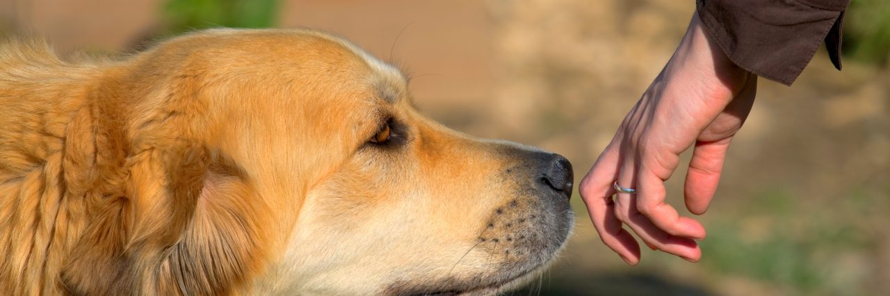 Video dog smell hand