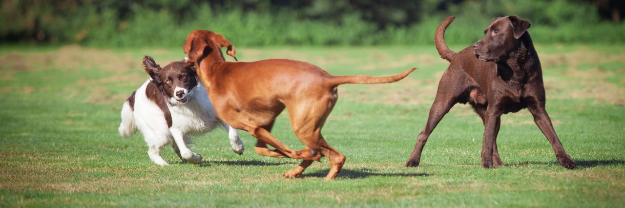 Dogs in dog park
