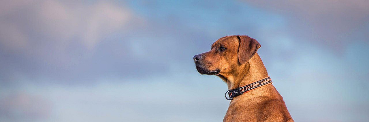 Make Obedience Second Nature dog training taming the wild