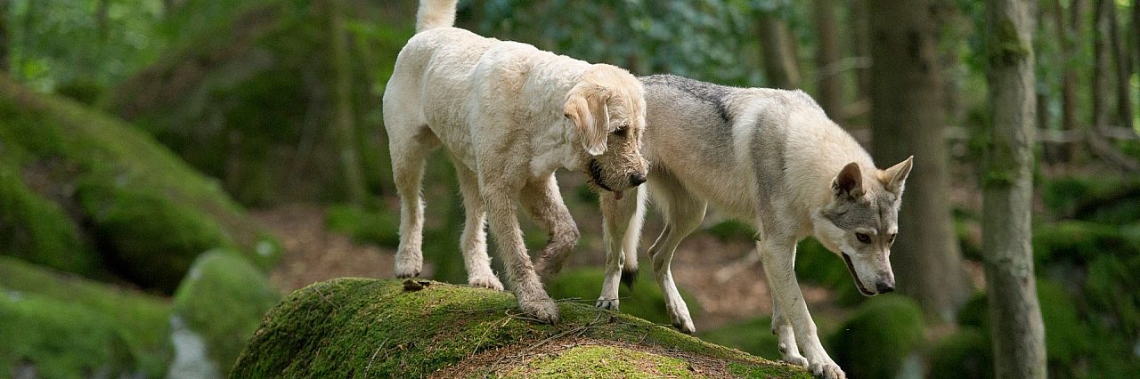 Our Approach dog training taming the wild