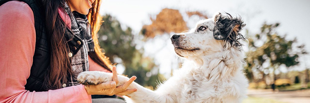 About board train dogs taming the wild