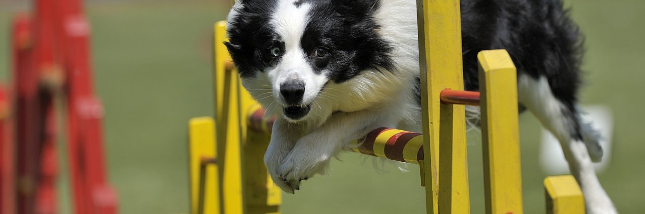 Dog agility picture