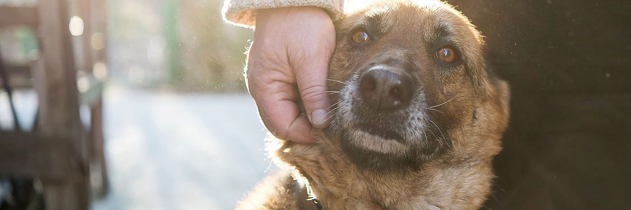 Fearful dog training taming the wild