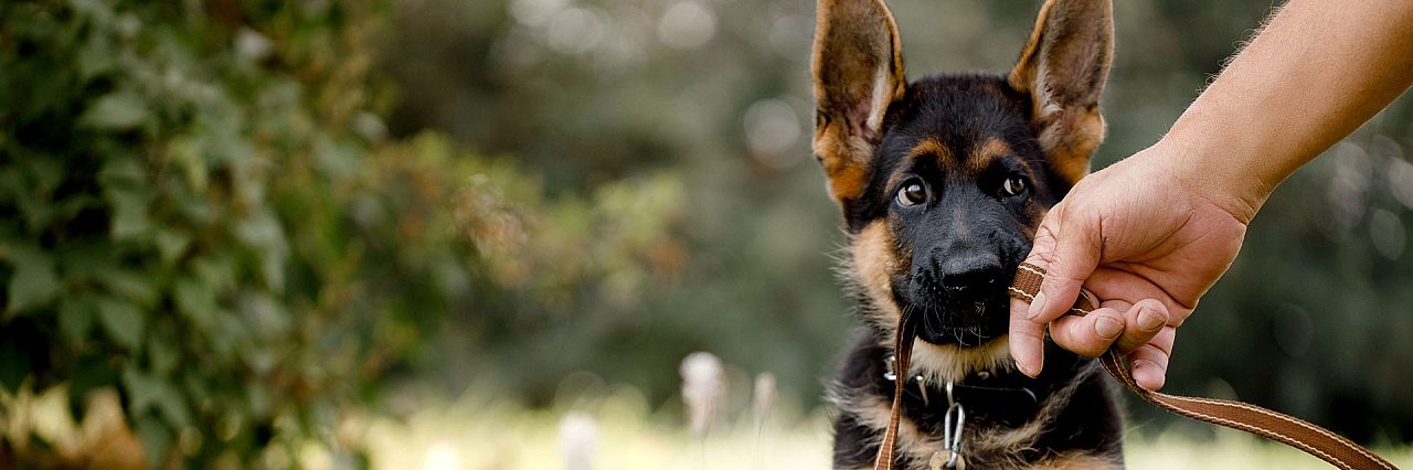 Schedule boarding taming the wild