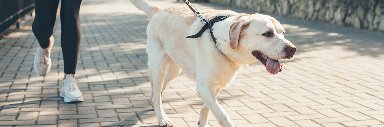 Training boarding taming the wild