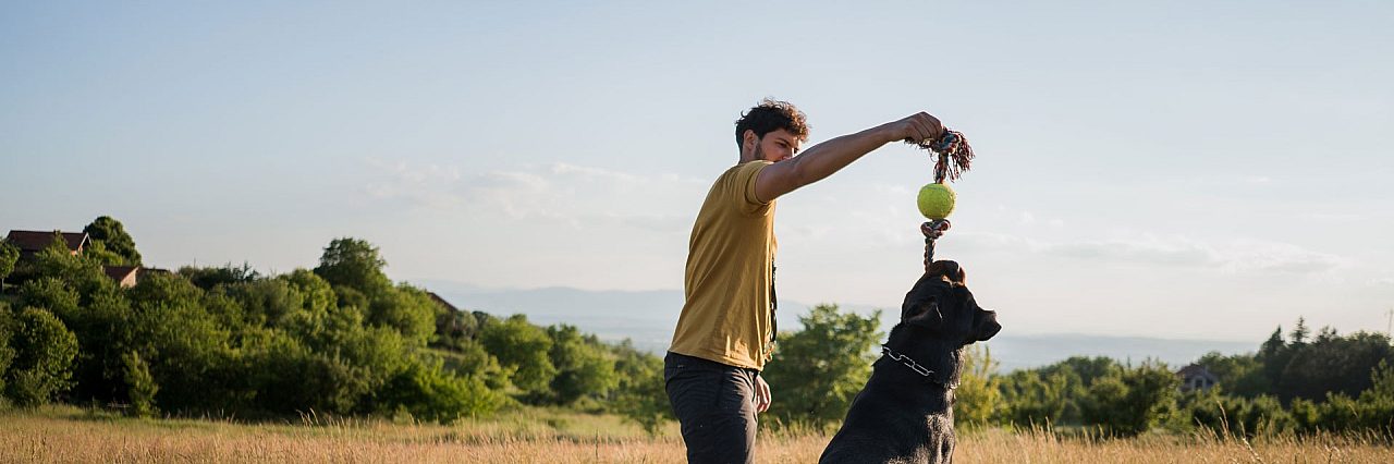 Training options taming the wild