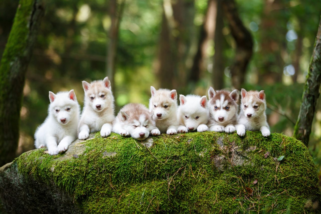 Puppy training group class