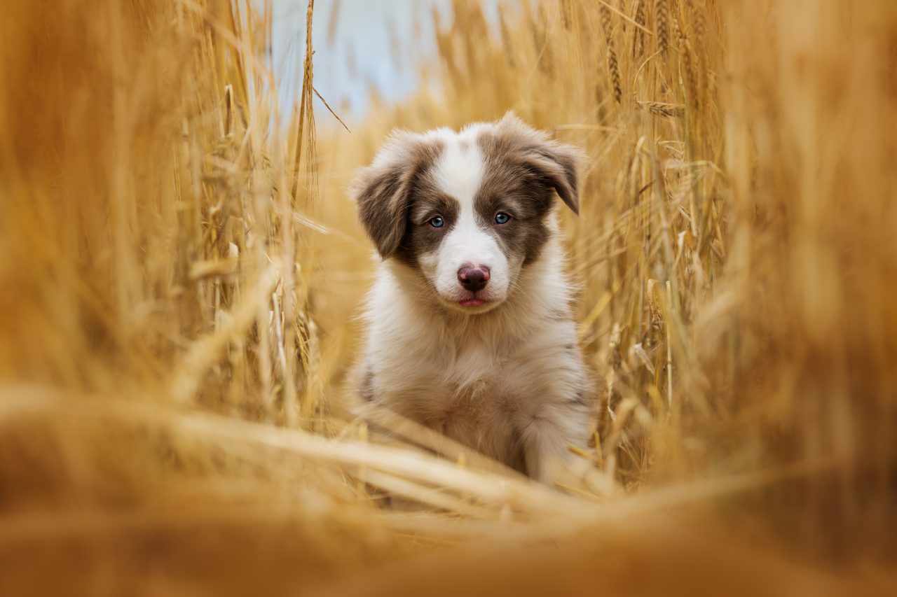 Puppy training options taming the wild