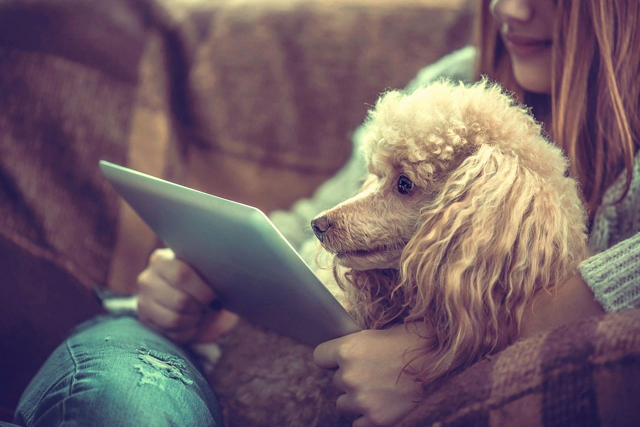 Virtual dog Training taming the wild