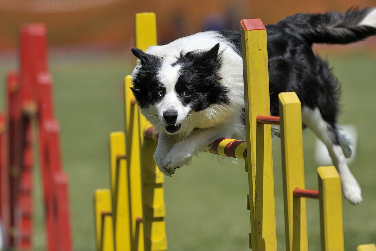 Dog agility picture