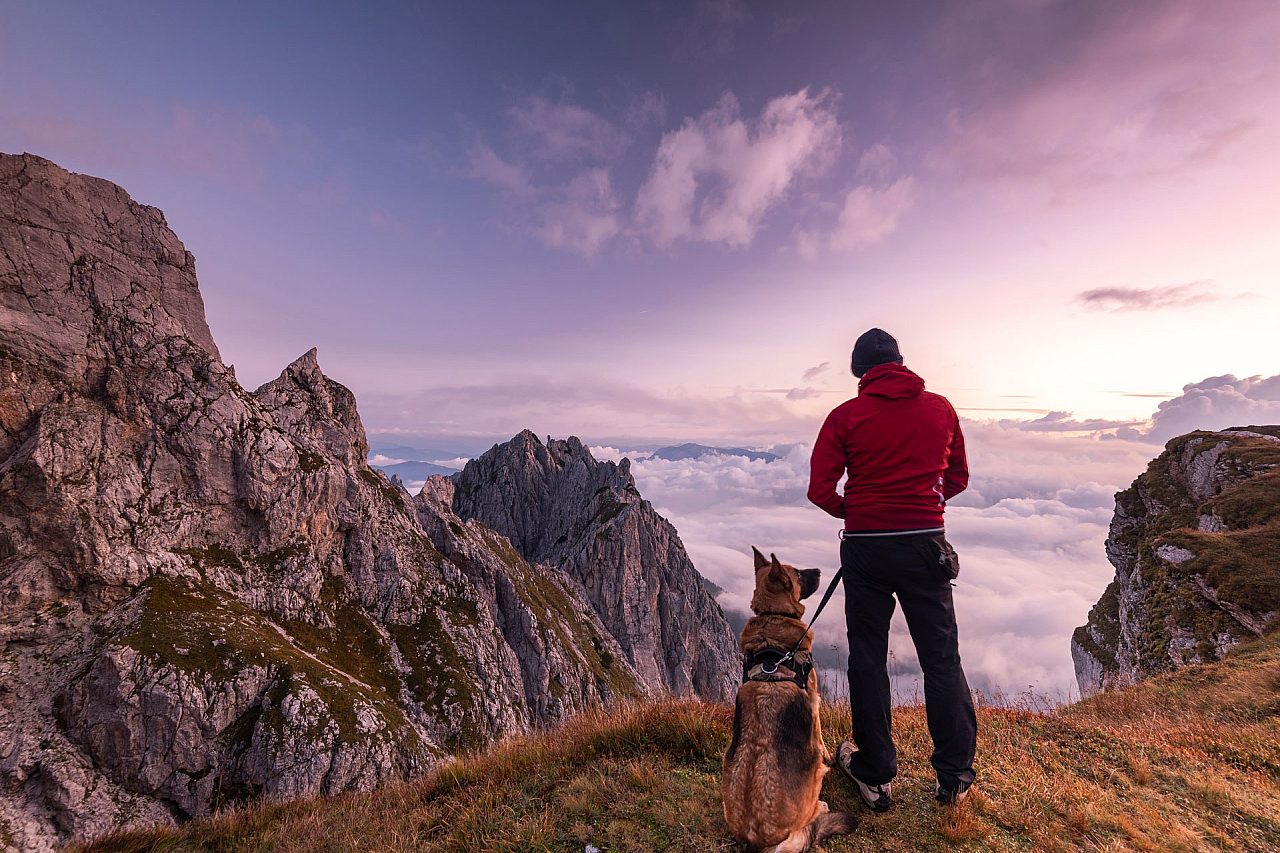 Enchanced dog training taming the wild