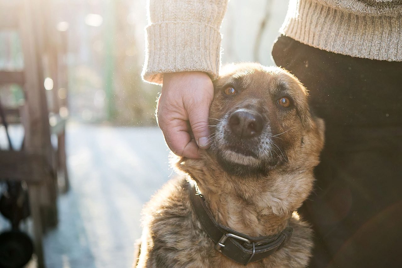 Fearful dog training taming the wild