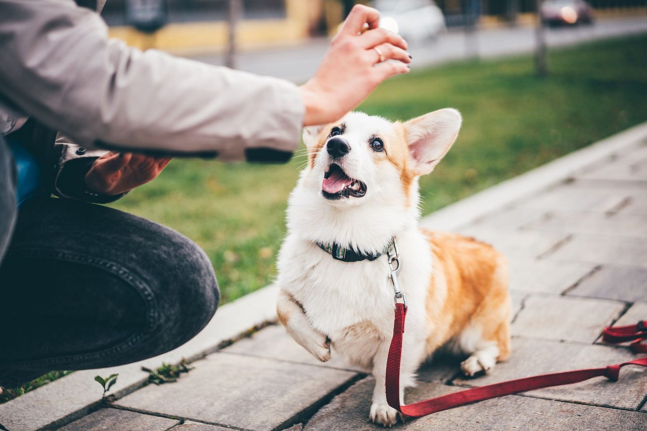 Refresher course dog training taming the wild