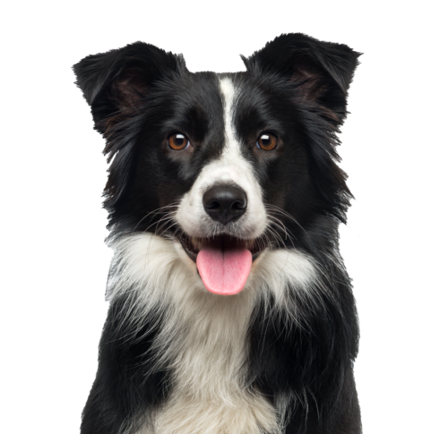 Taming the wild testimonial border collie